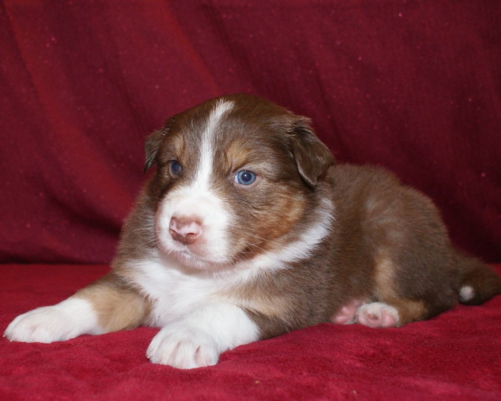 de la Forêt de Corthomel - Chiot disponible  - Berger Australien