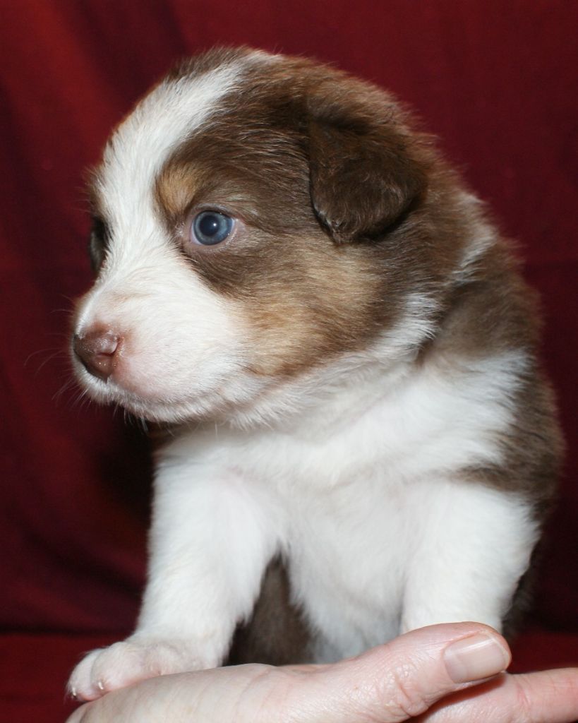 de la Forêt de Corthomel - Chiot disponible  - Berger Australien