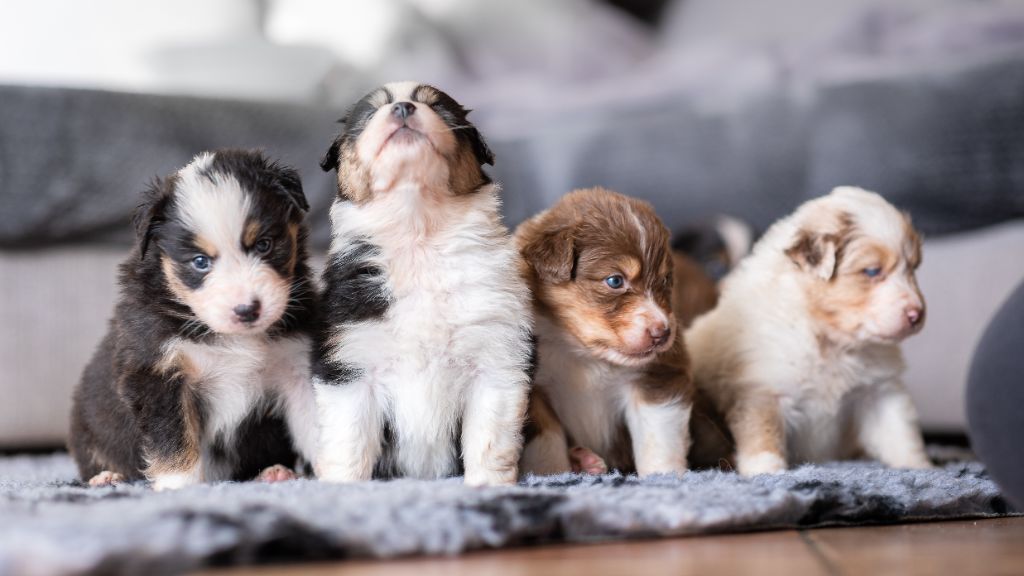 chiot Berger Australien de la Forêt de Corthomel