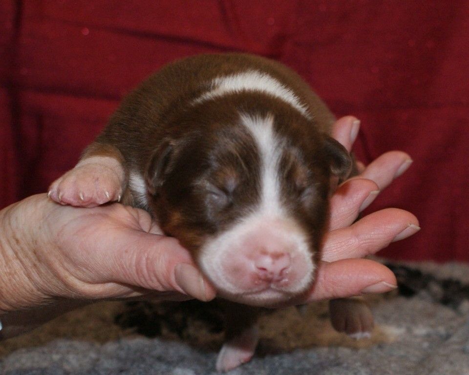 de la Forêt de Corthomel - Chiot disponible  - Berger Australien