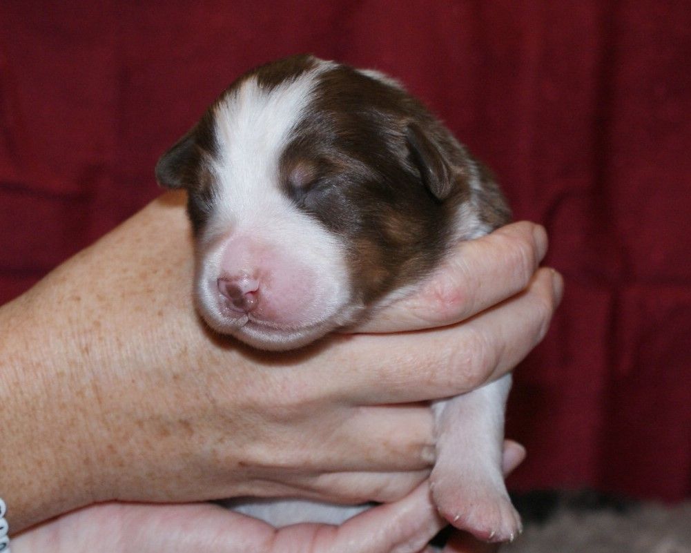 de la Forêt de Corthomel - Chiot disponible  - Berger Australien