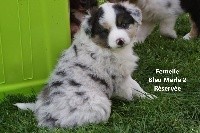 Femelle Bleu Merle 2