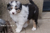 Femelle Bleu Merle 1