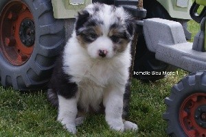 Femelle Bleu Merle 1