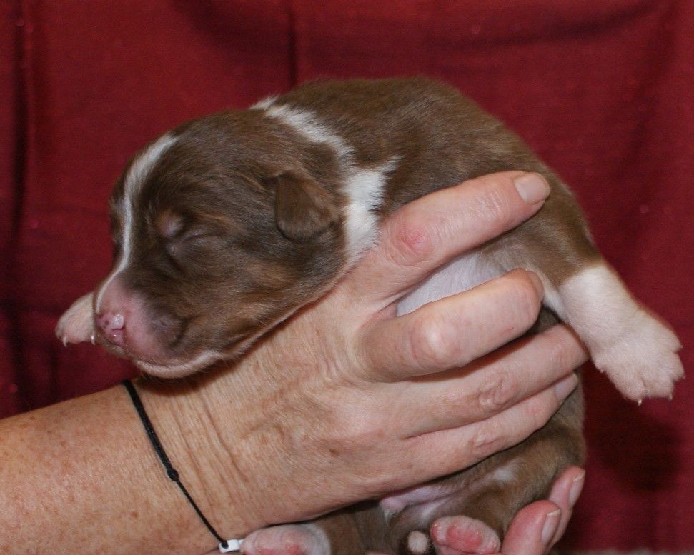 de la Forêt de Corthomel - Chiot disponible  - Berger Australien