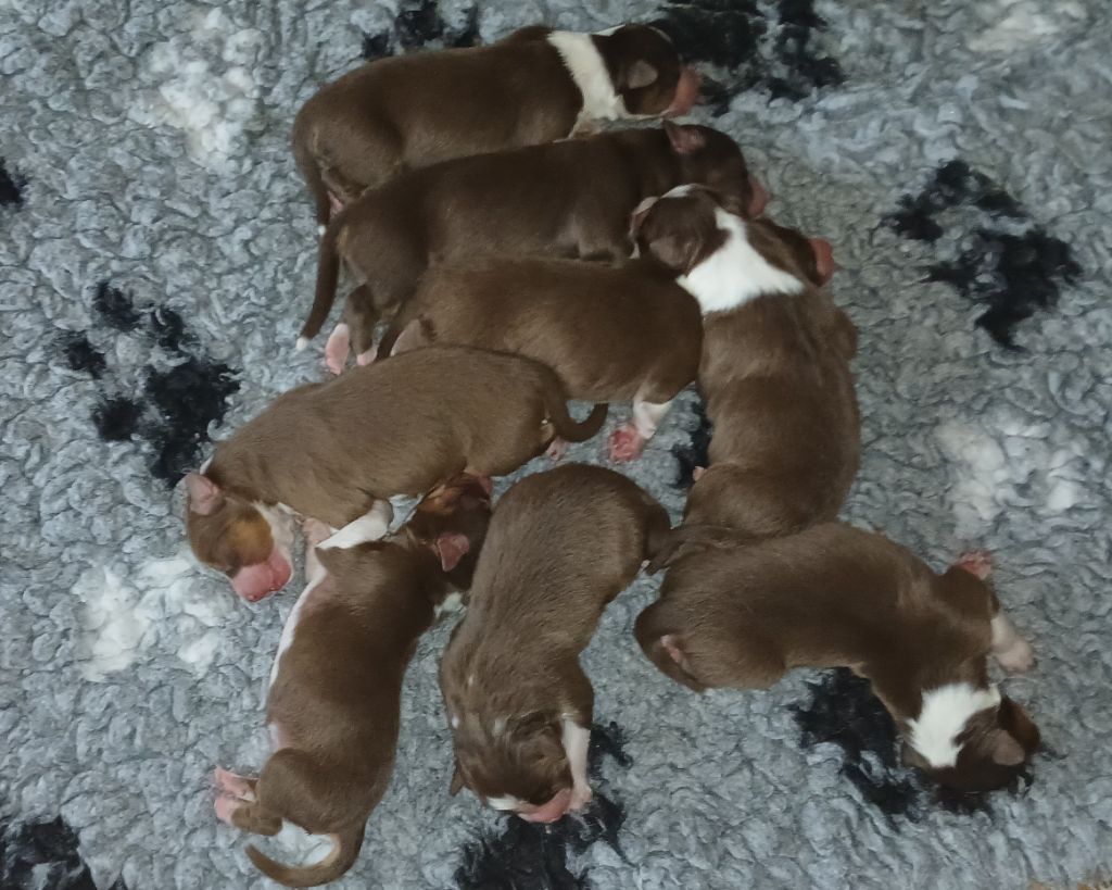 chiot Berger Australien de la Forêt de Corthomel