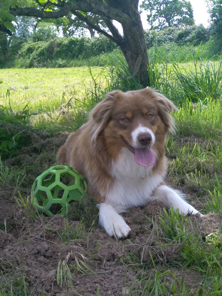 Shiva de la Forêt de Corthomel