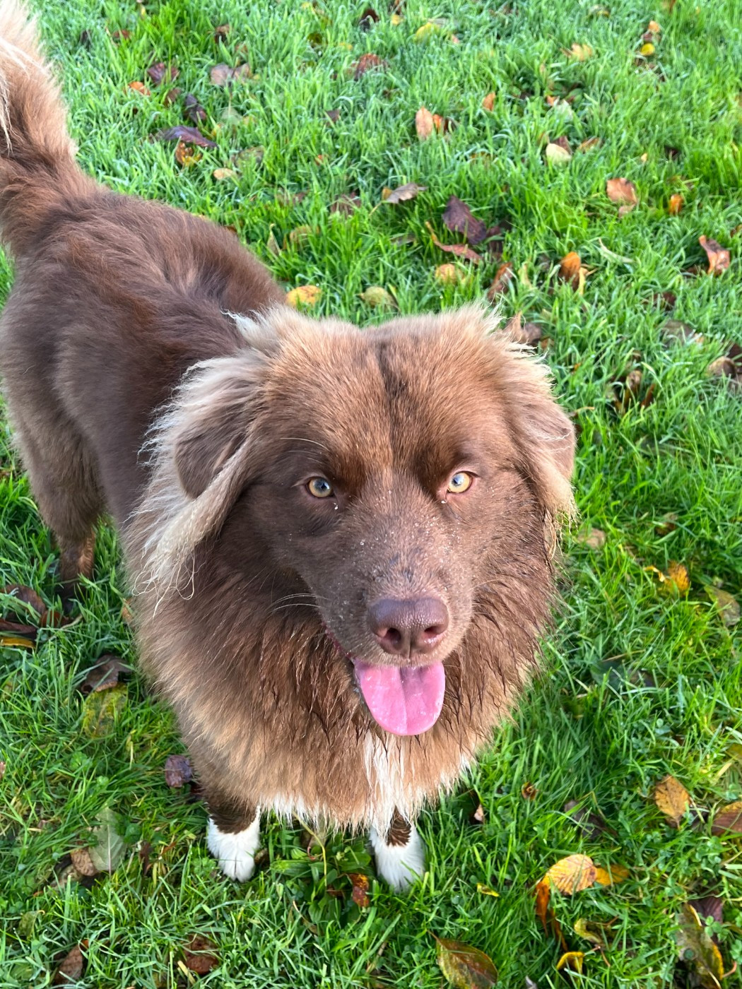 Saian de la Forêt de Corthomel