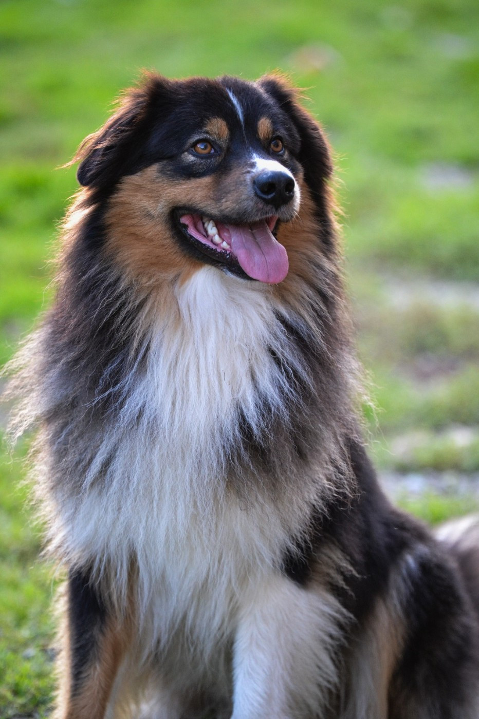 Uby de la Forêt de Corthomel