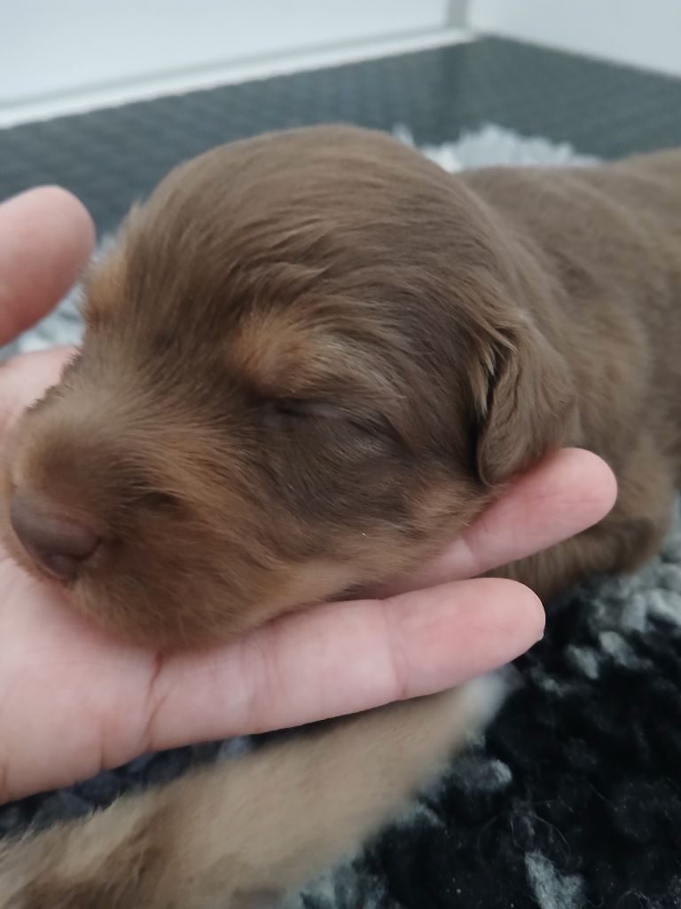 de la Forêt de Corthomel - Chiots disponibles - Berger Australien