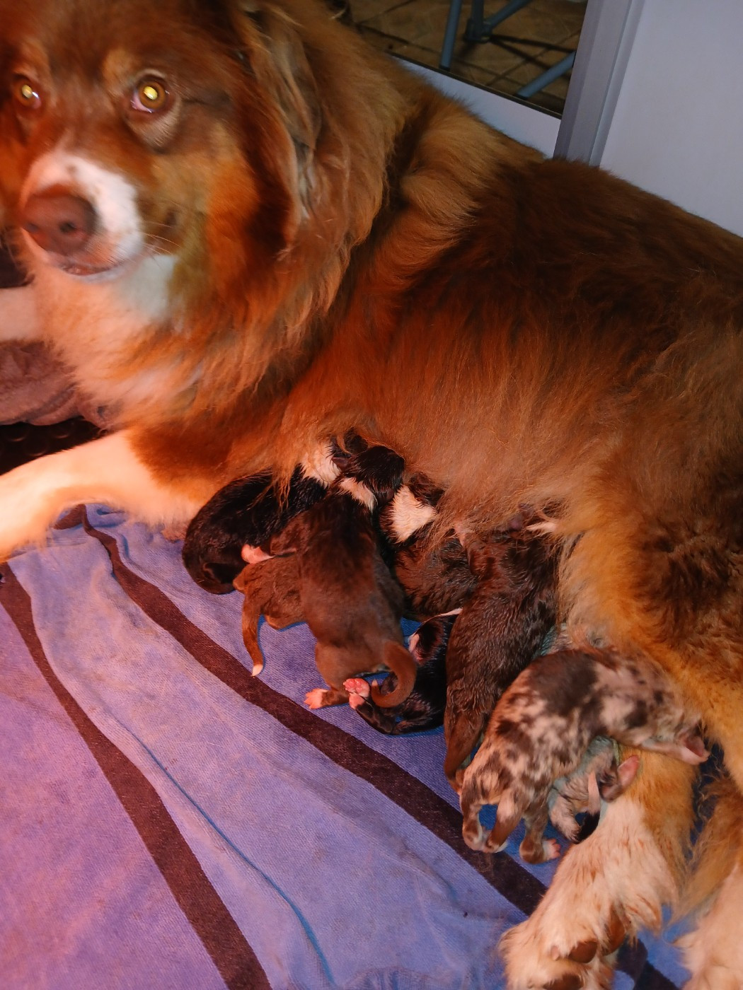 Chiot Berger Australien de la Forêt de Corthomel