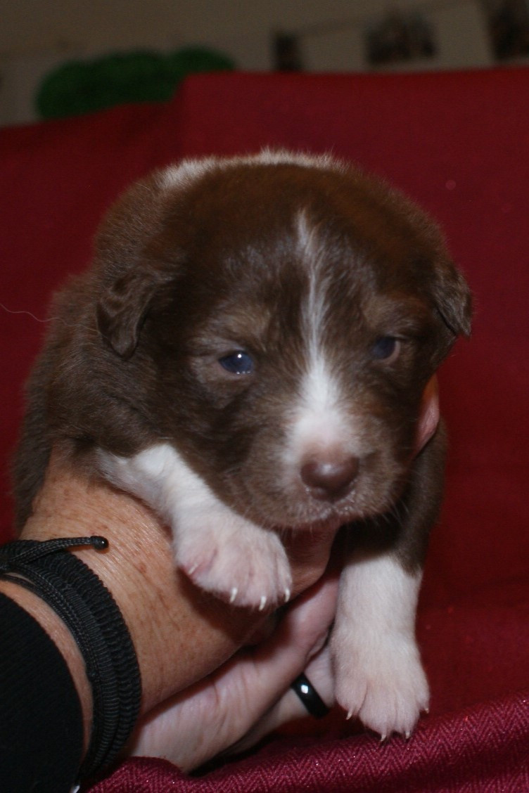 de la Forêt de Corthomel - Chiots disponibles - Berger Australien