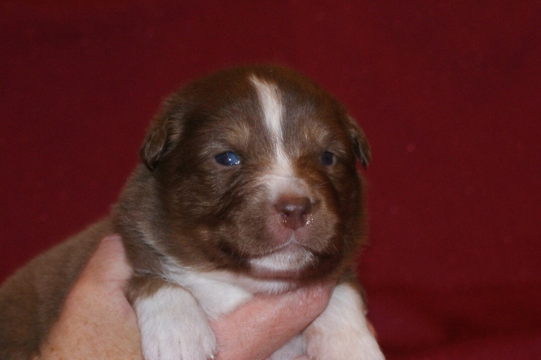 de la Forêt de Corthomel - Chiots disponibles - Berger Australien