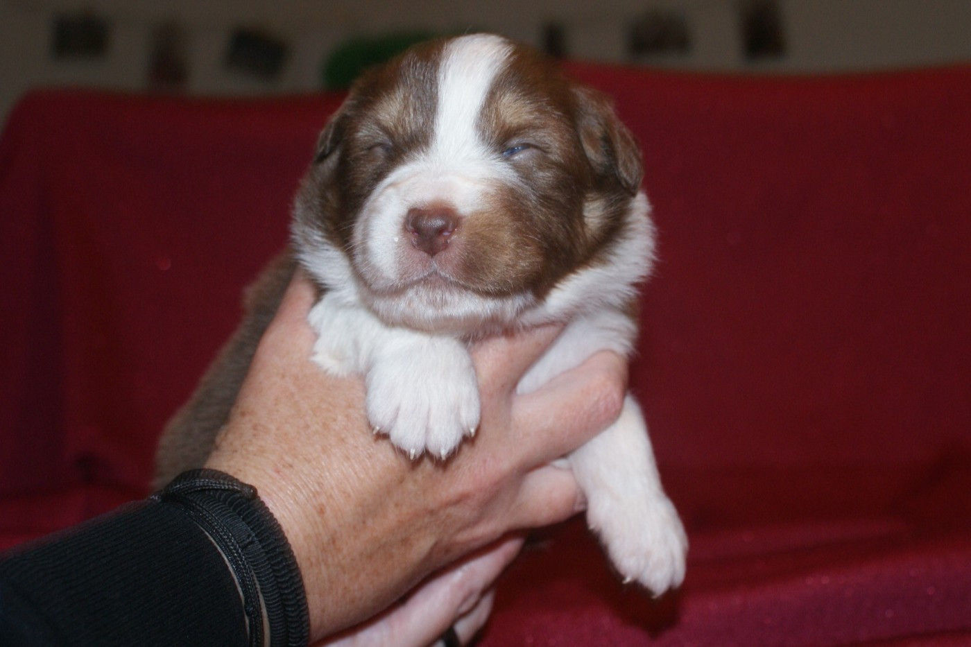 de la Forêt de Corthomel - Chiots disponibles - Berger Australien