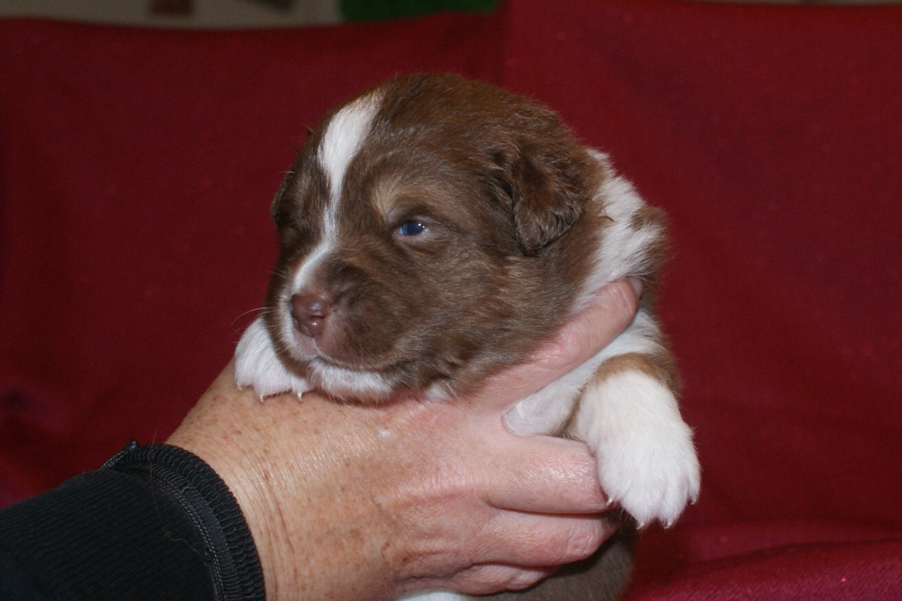 de la Forêt de Corthomel - Chiots disponibles - Berger Australien