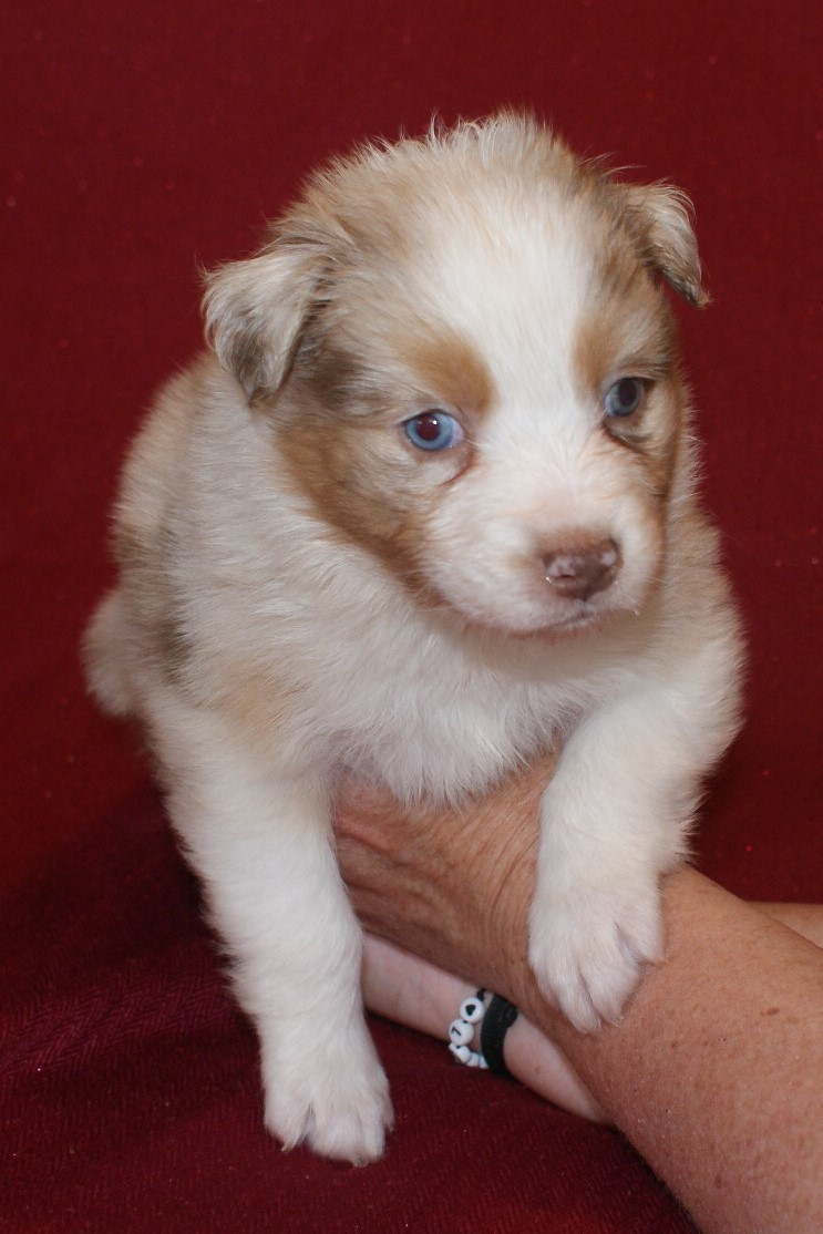 de la Forêt de Corthomel - Chiots disponibles - Berger Australien