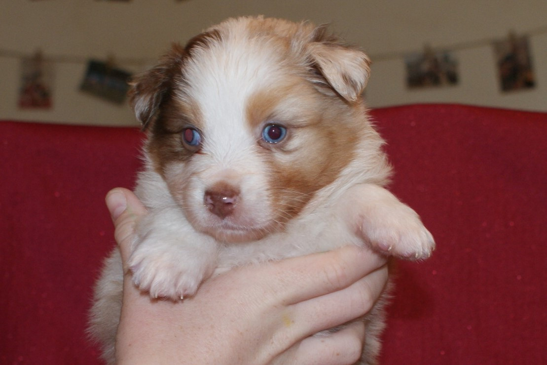 de la Forêt de Corthomel - Chiots disponibles - Berger Australien