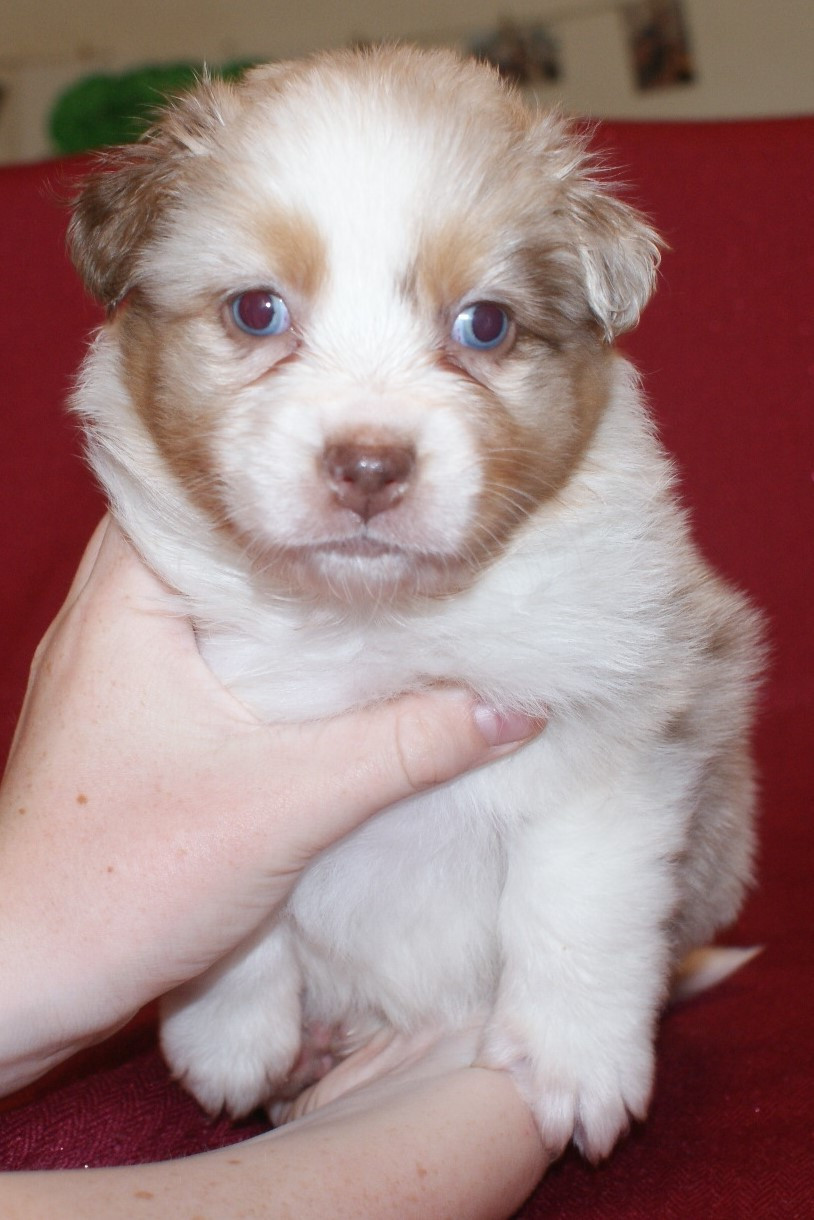 de la Forêt de Corthomel - Chiots disponibles - Berger Australien