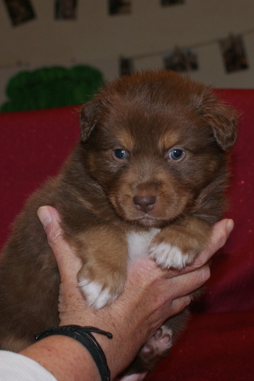 de la Forêt de Corthomel - Chiots disponibles - Berger Australien