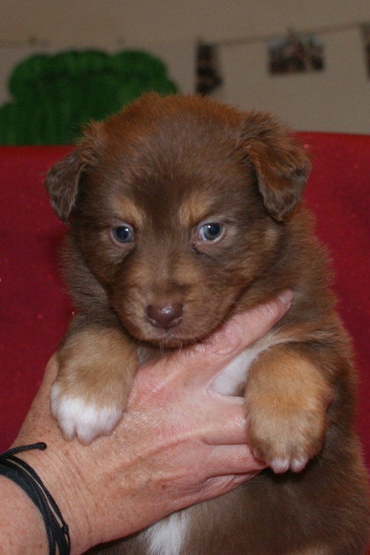 de la Forêt de Corthomel - Chiots disponibles - Berger Australien