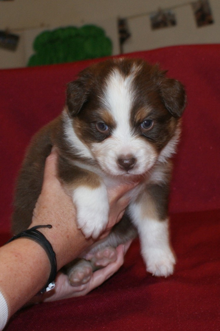 de la Forêt de Corthomel - Chiots disponibles - Berger Australien