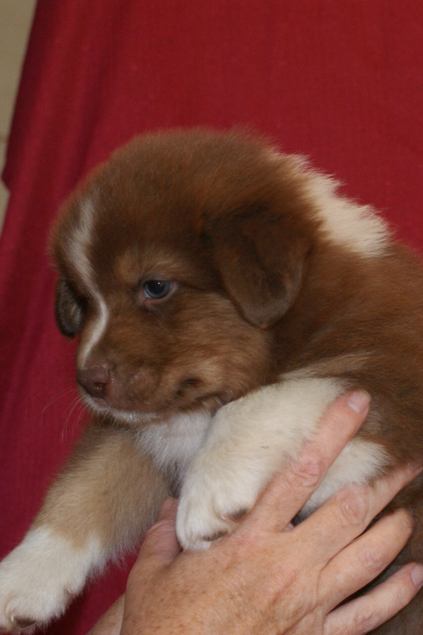 de la Forêt de Corthomel - Chiots disponibles - Berger Australien