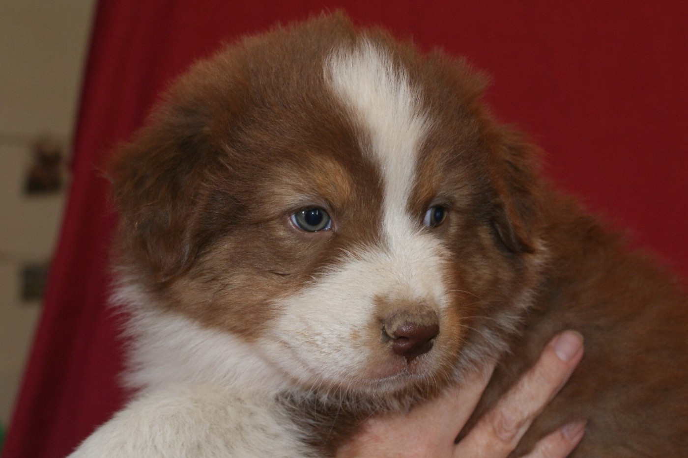 de la Forêt de Corthomel - Chiots disponibles - Berger Australien