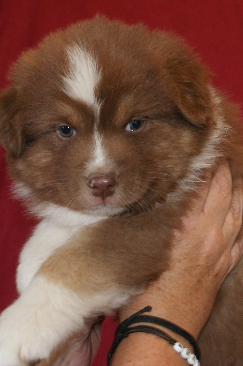 de la Forêt de Corthomel - Chiots disponibles - Berger Australien