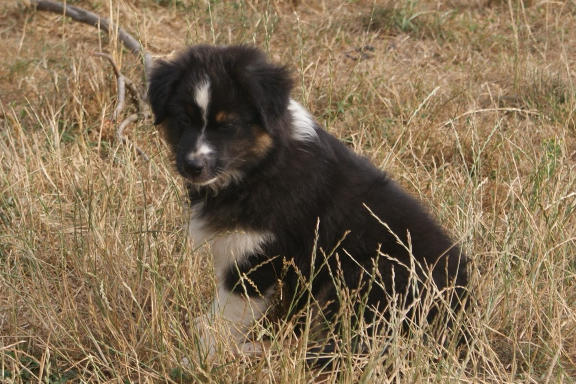 de la Forêt de Corthomel - Chiots disponibles - Berger Australien