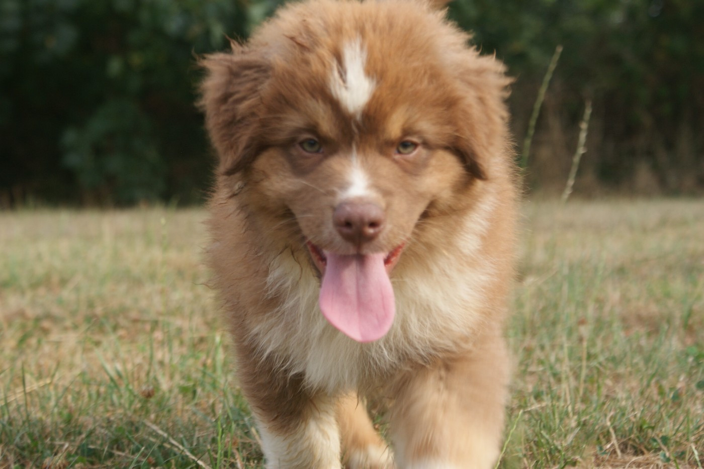 de la Forêt de Corthomel - Chiots disponibles - Berger Australien