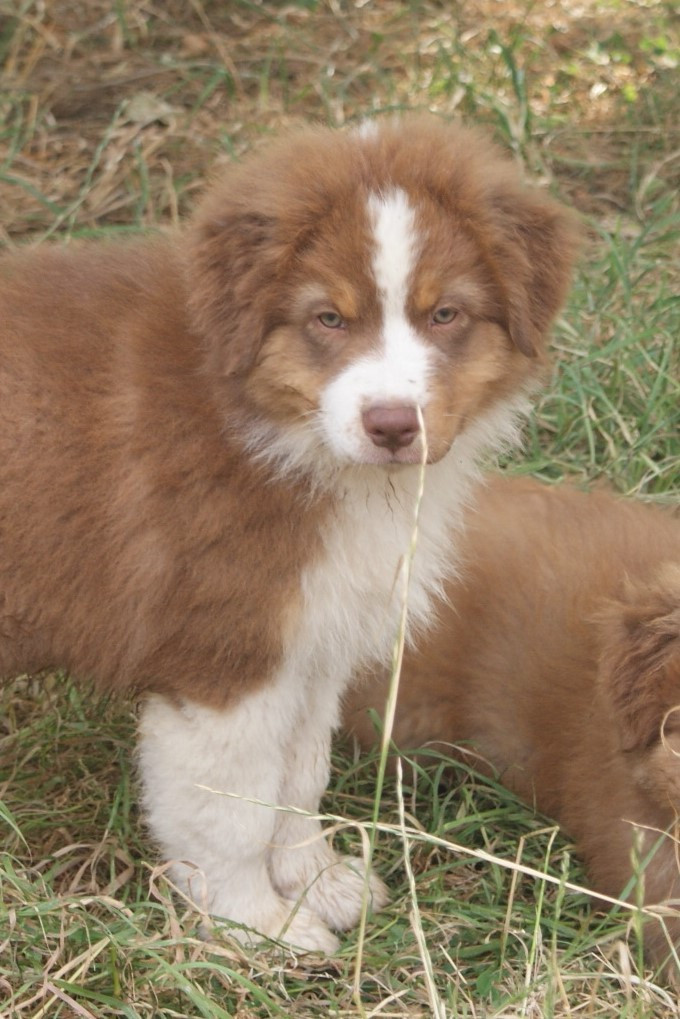 de la Forêt de Corthomel - Chiots disponibles - Berger Australien