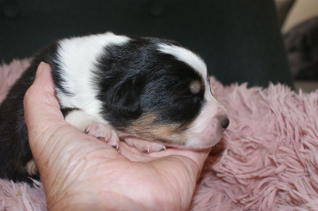 de la Forêt de Corthomel - Chiots disponibles - Berger Australien