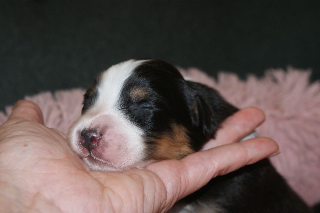 de la Forêt de Corthomel - Chiots disponibles - Berger Australien