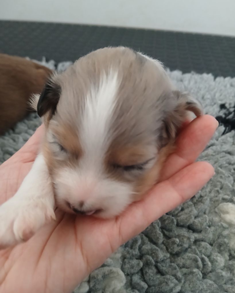 de la Forêt de Corthomel - Chiots disponibles - Berger Australien