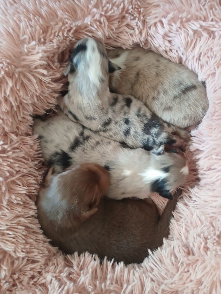 de la Forêt de Corthomel - Chiots disponibles - Berger Australien
