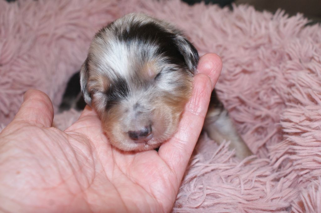 de la Forêt de Corthomel - Chiots disponibles - Berger Australien