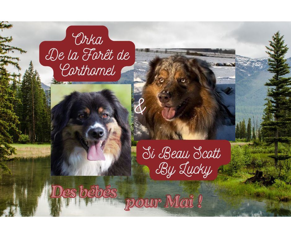 de la Forêt de Corthomel - Berger Australien - Portée née le 04/05/2025