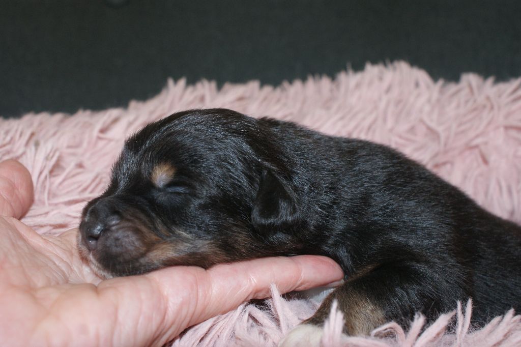 de la Forêt de Corthomel - Chiots disponibles - Berger Australien
