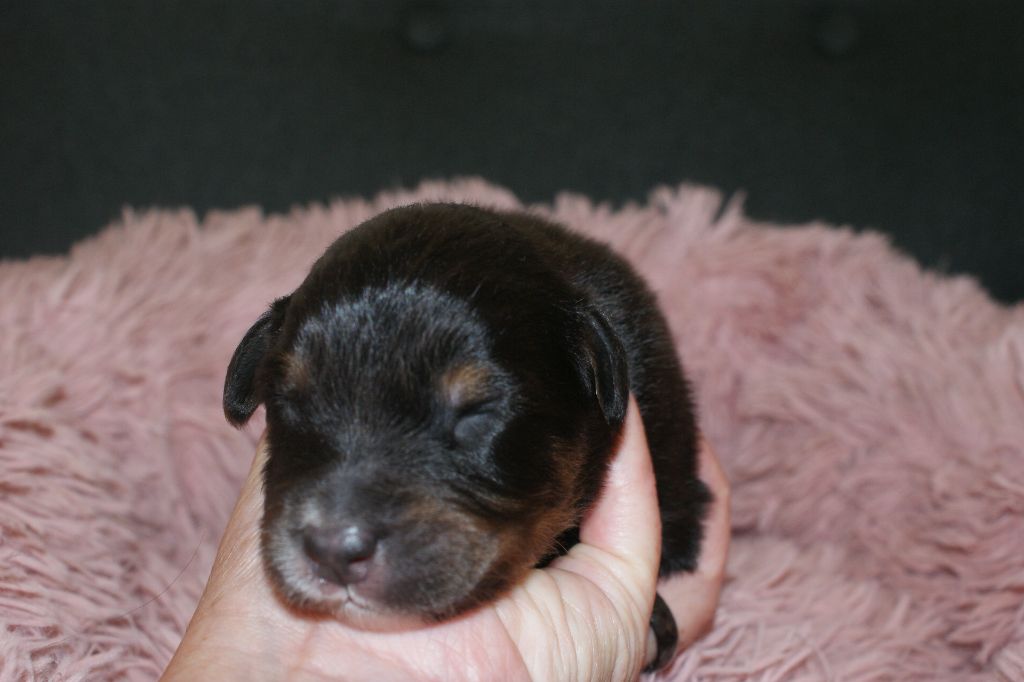 de la Forêt de Corthomel - Chiots disponibles - Berger Australien