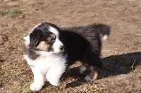 CHIOT