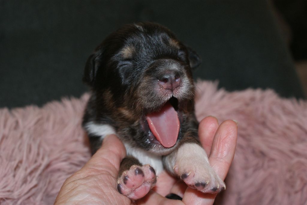 de la Forêt de Corthomel - Chiots disponibles - Berger Australien