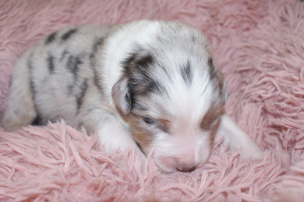 de la Forêt de Corthomel - Chiots disponibles - Berger Australien