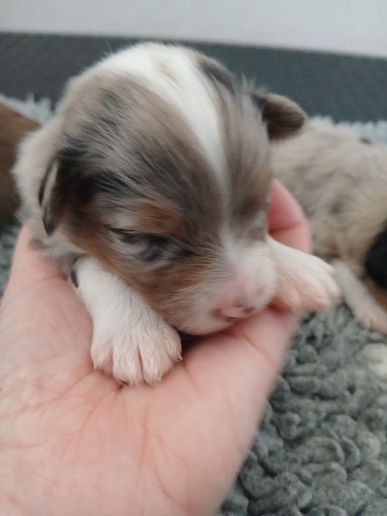 de la Forêt de Corthomel - Chiots disponibles - Berger Australien