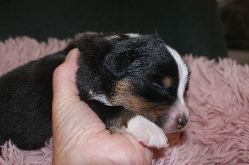 de la Forêt de Corthomel - Chiots disponibles - Berger Australien