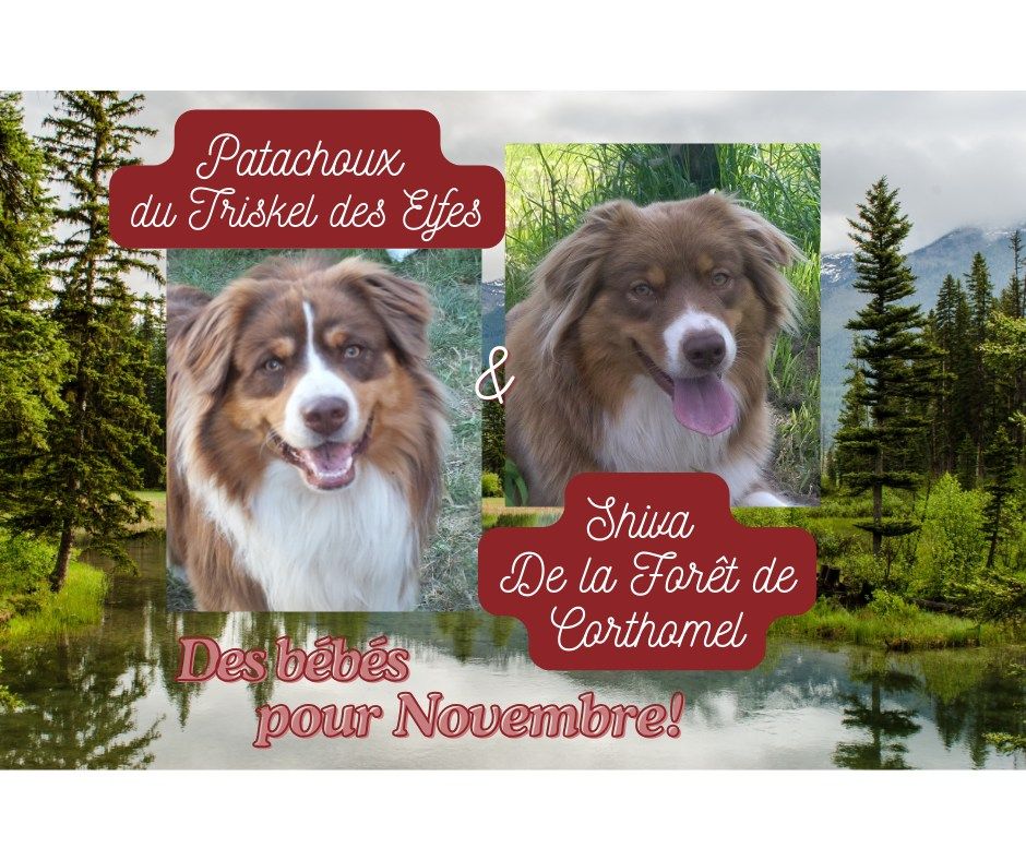 de la Forêt de Corthomel - Berger Australien - Portée née le 09/11/2024