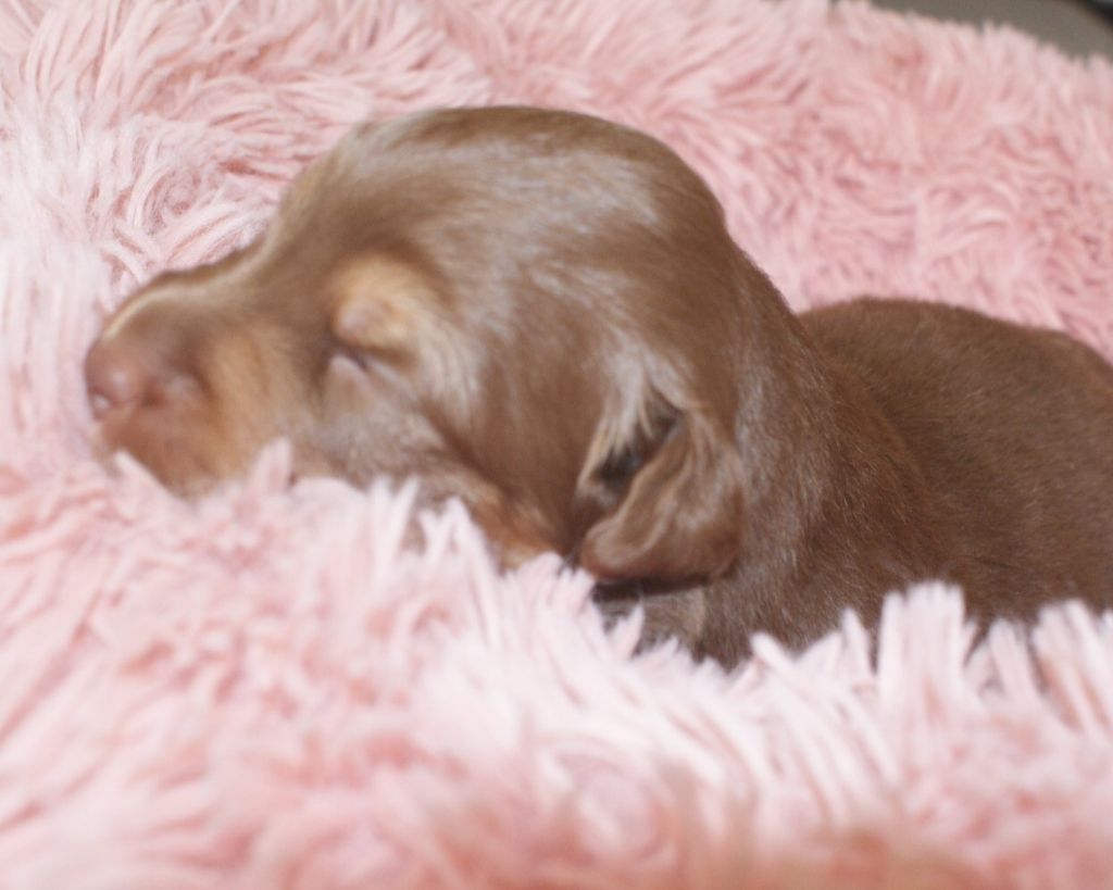 de la Forêt de Corthomel - Chiots disponibles - Berger Australien